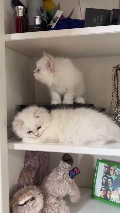Persiano gatti in vendita: Gattini persiani normotipo  a Provincia di Reggio Emilia - Video 1