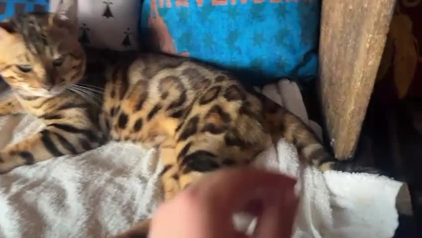 Bengala gatti in vendita: Bengal brown meravigliosi - Video 2