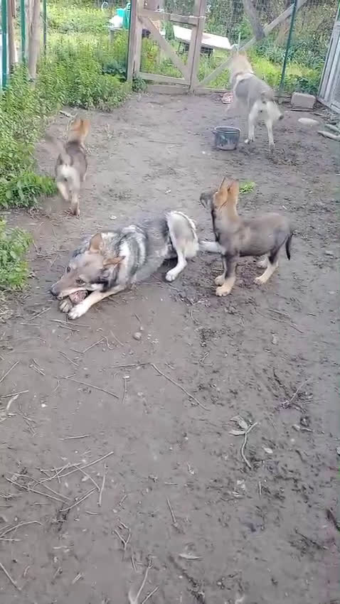 Lupo Cecoslovacco cani in vendita: Cuccioli cane lupo cecoslovacco  a Provincia di Cosenza - Video 1