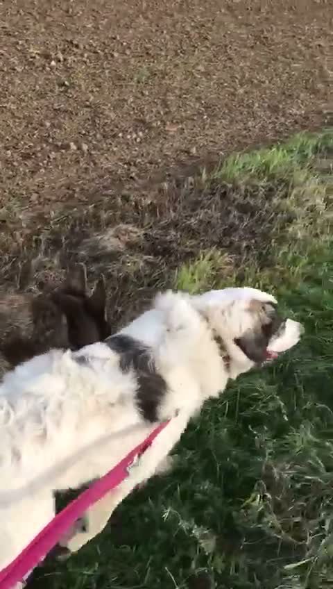 Meticcio cani in regalo: GGG un cumulo di dolcezza! a Provincia di Verona - Video 1