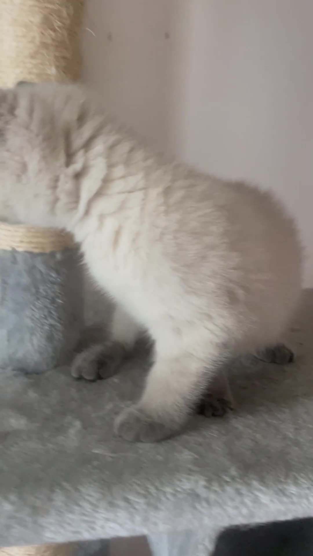 Scottish gatti in vendita: Gattine scottish straight point manto silver - Video 1