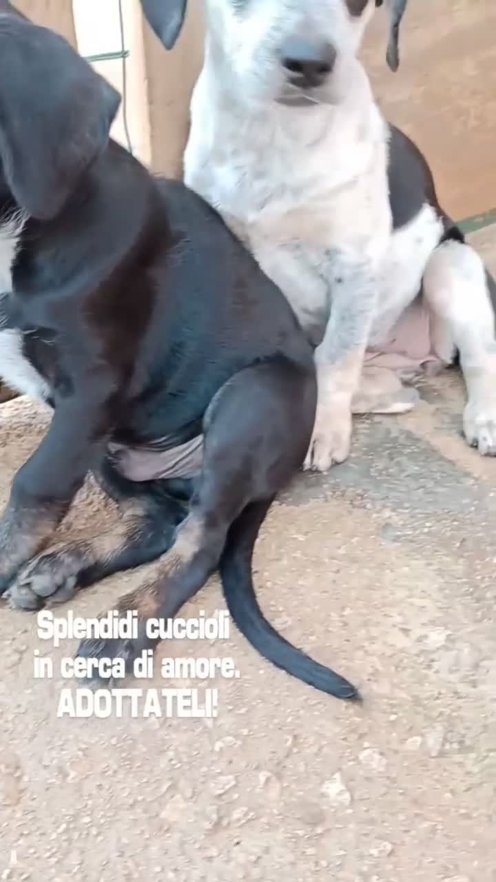 Meticcio cani in regalo: Milo e Ricky cuccioli in adozione - Video 1