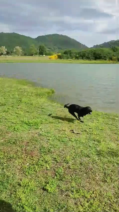 Meticcio cani in regalo: Regalo simil Pitbull  - Video 1