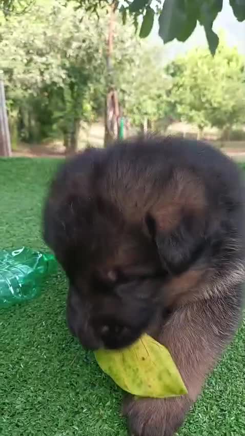 Pastore Tedesco cani in vendita: Cuccioli di Pastore Tedesco - Video 2