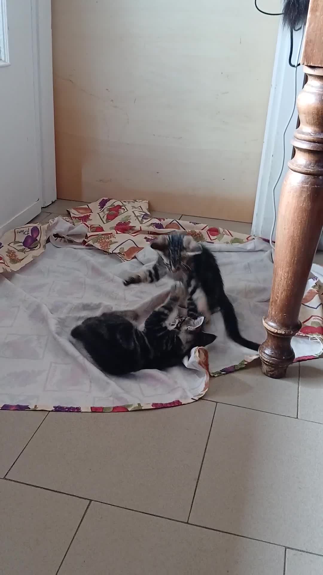 Maine Coon gatti in vendita: Cucciole di maine coon simil a Provincia di Biella - Video 1