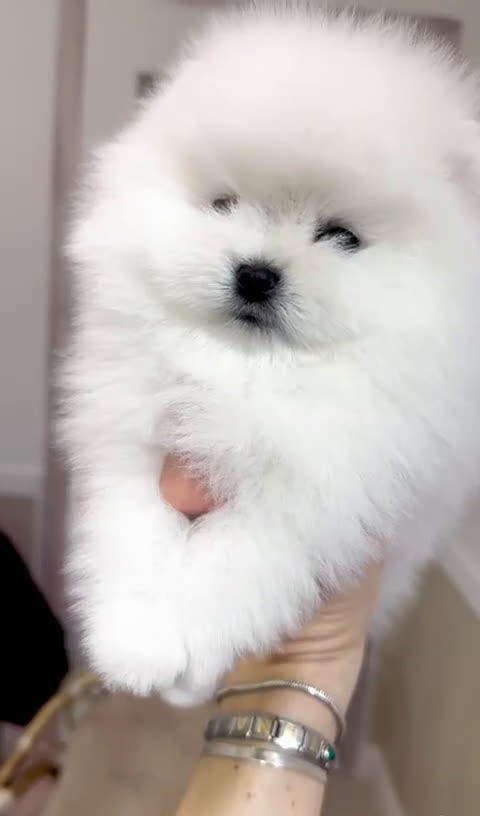 Volpino Pomerania cani in vendita: Pomerania Toy - Video 3