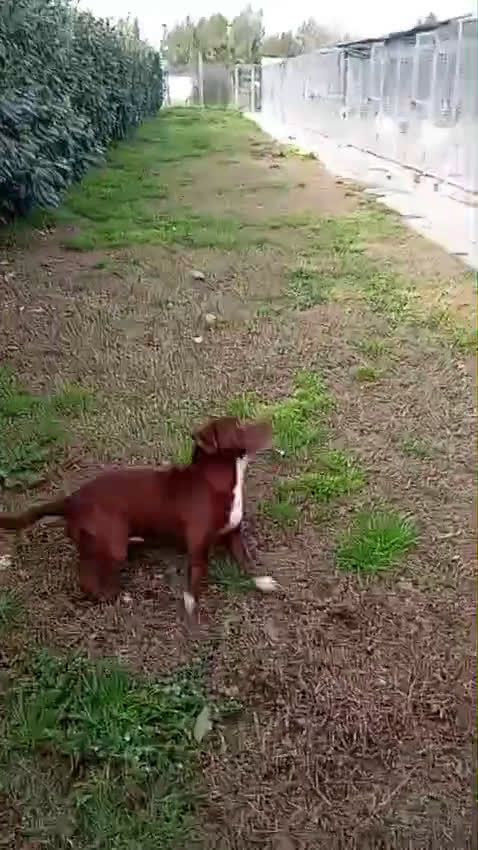 Meticcio cani in regalo: Charlie! (15kg-2 anni)  - Video 1