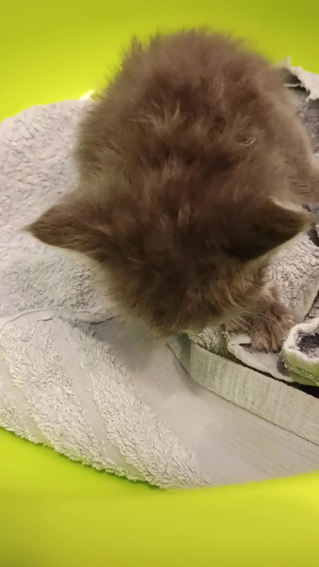 Maine Coon gatti in vendita: Cuccioli Maine coon  - Video 1
