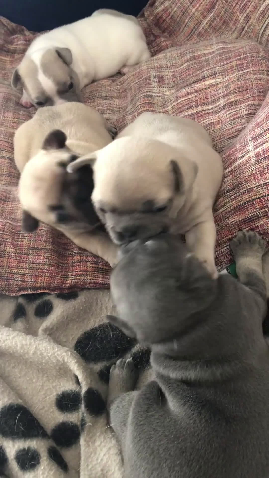 Bulldog Francese cani in vendita: Bulldog Francese cuccioli - Video 1