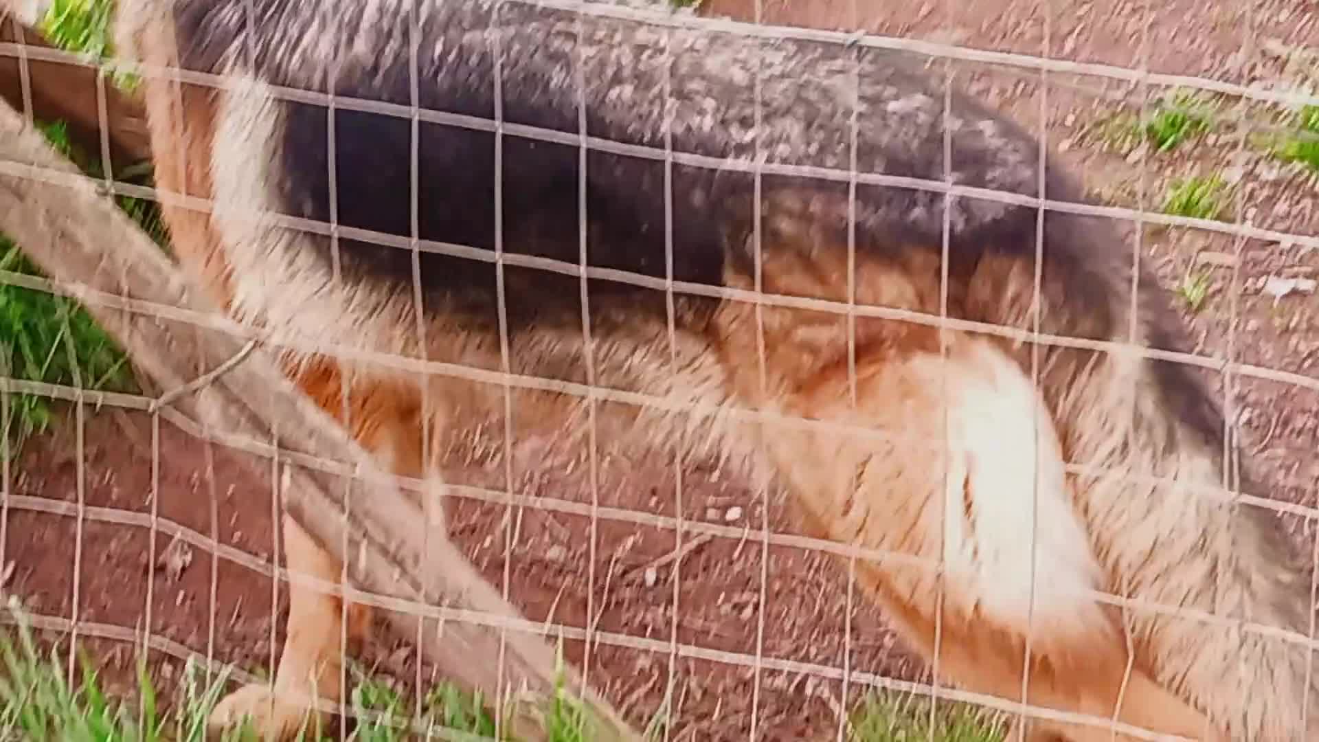 Pastore Tedesco cani in vendita: Pastore Tedesco femmina - Video 2