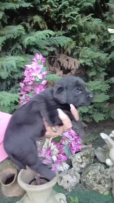 Labrador cani in vendita: Cuccioli di labrador  - Video 1