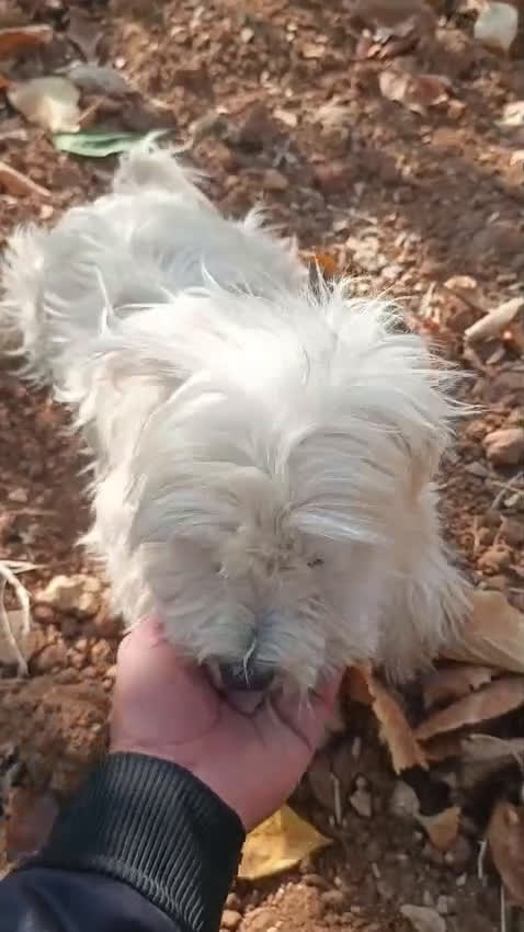Maltese cani in regalo: Splendido maltese - DIEGO - Video 2