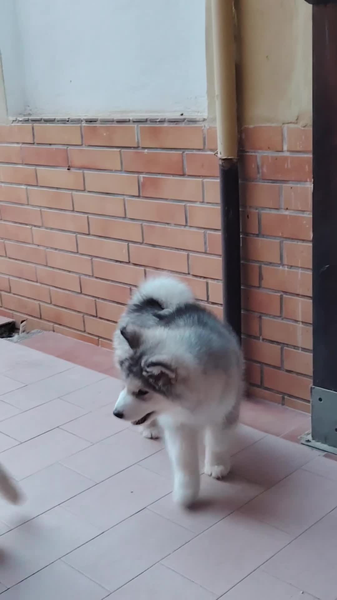 Alaskan Malamute cani in vendita: Alaskan Malamute Femmina 2 mesi - Video 1