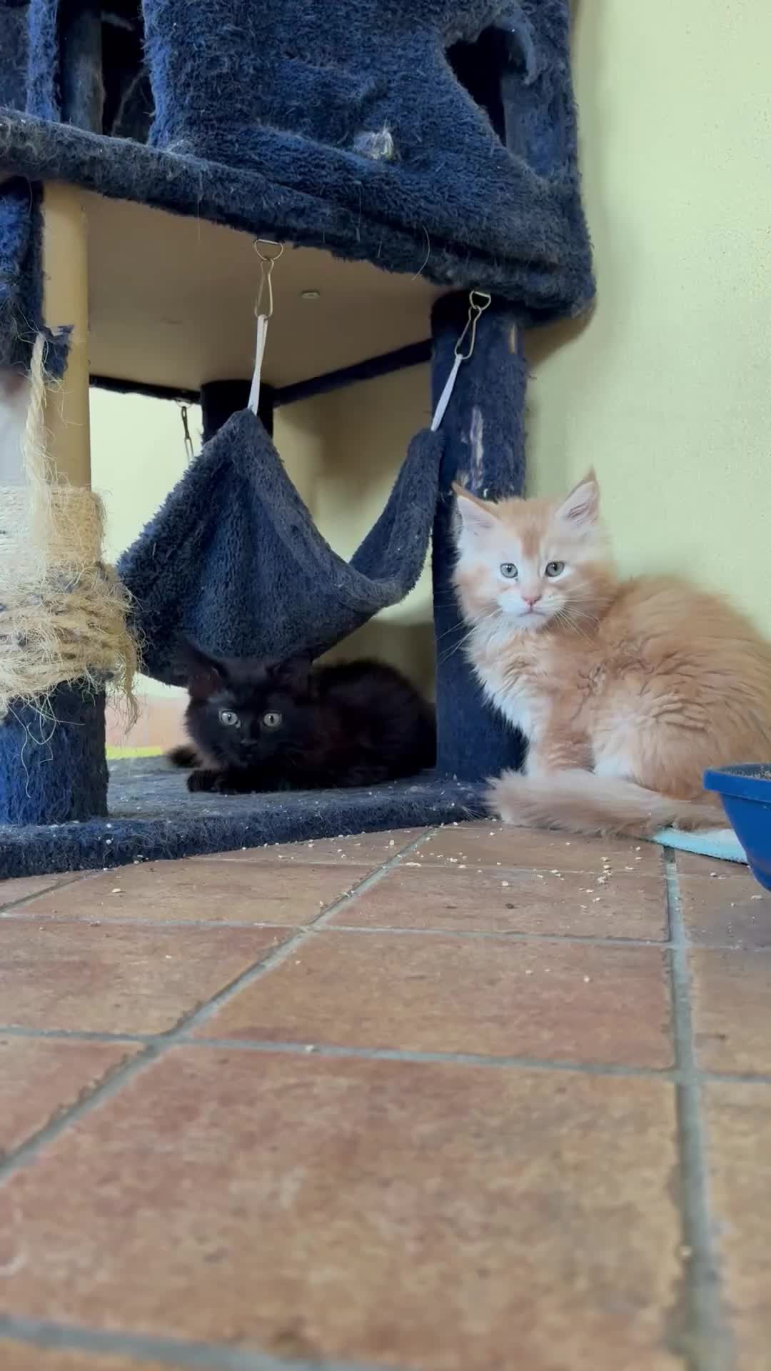 Maine Coon gatti in vendita: Bellissimi MAINE COON pagabili in 3 rate - Video 2