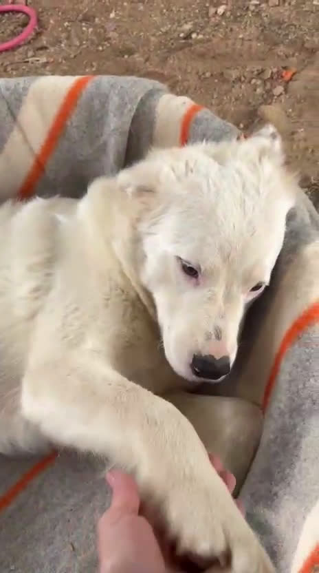 Meticcio cani in regalo: Cucciolone Affettuoso Tenerone e Supercoccolone a Città Metropolitana di Bologna - Video 1