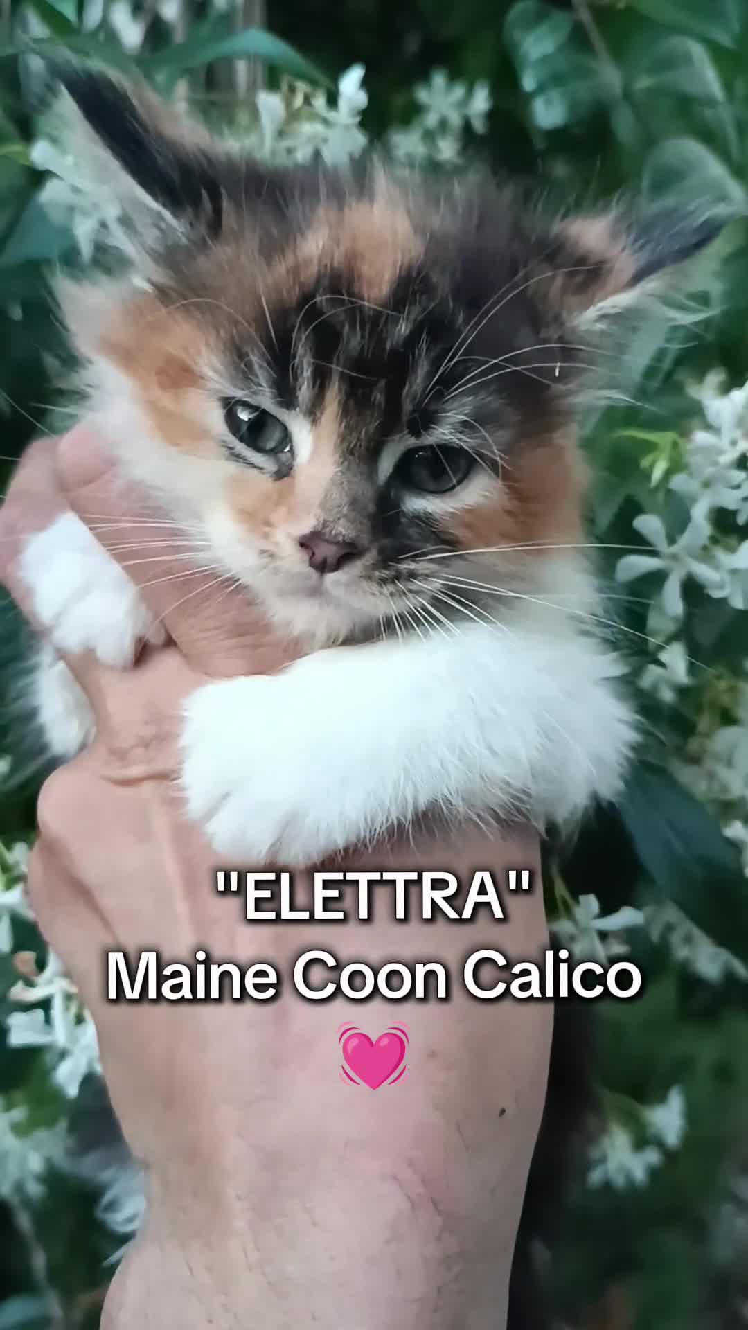 Maine Coon gatti in vendita: Cuccioli Maine Coon pedigree alta genealogia  - Video 1