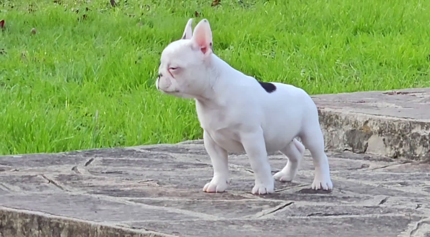 Bulldog Francese cani in vendita: Cucciola di bulldog francese - Video 1