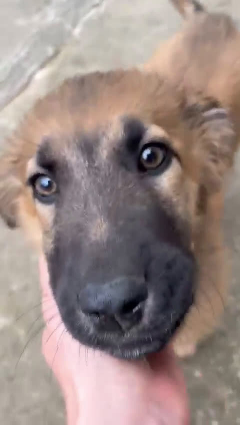 Meticcio cani in regalo: Dolce Vicky cerca casa a Città Metropolitana di Bologna - Video 3