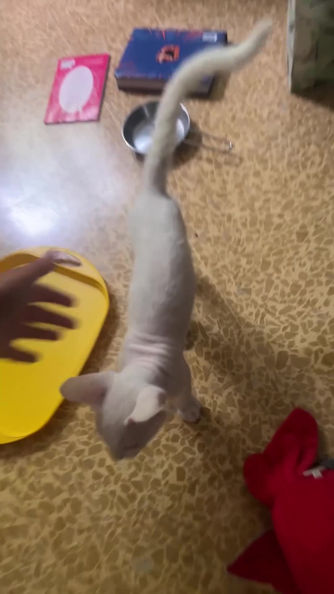Sphynx gatti in vendita: Don sphynx brush - Video 1
