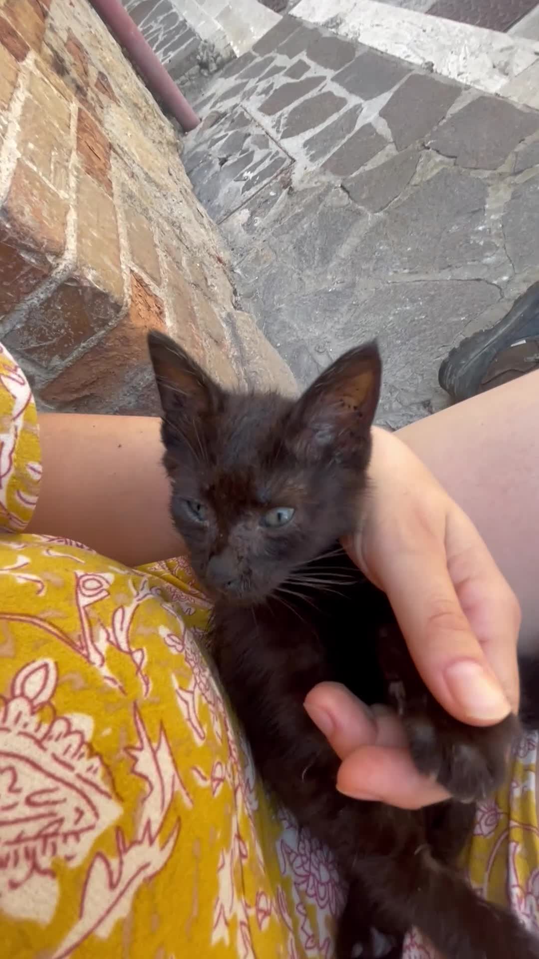 Meticcio gatti in regalo: GATTO DOLCISSIMO HA BISOGNO DI VOI a Città metropolitana di Roma Capitale - Video 1