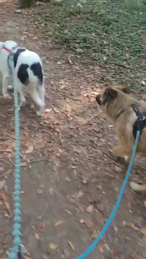 Meticcio cani in regalo: Cookie, una meticcia tenerissima - Video 2