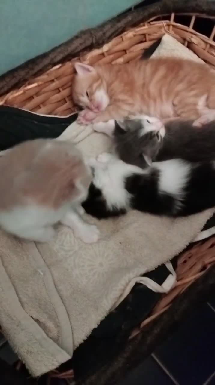 Meticcio gatti in regalo: Gatti - Video 1