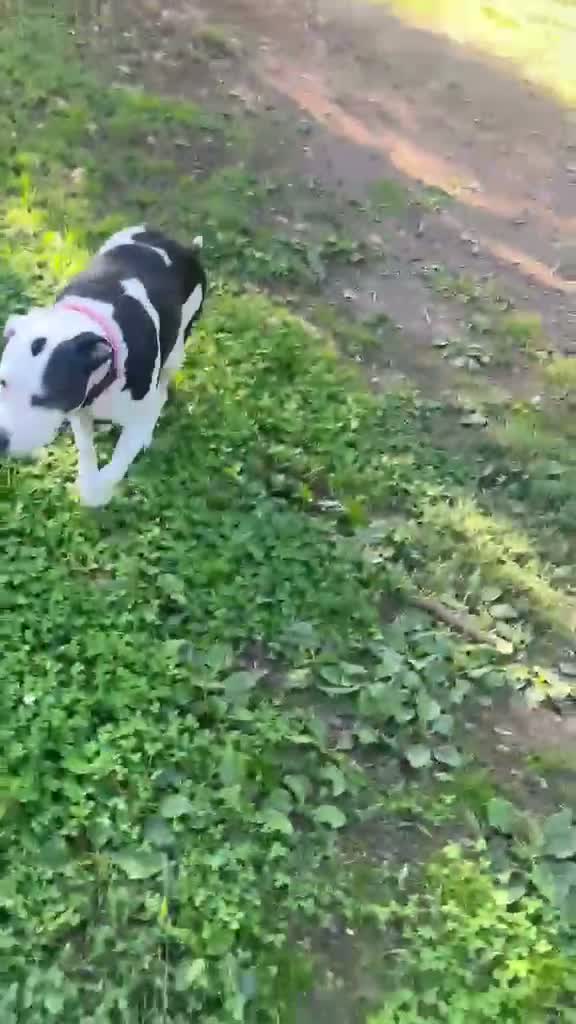 American Staffordshire cani in regalo: Amstaff 10anni buona con gatti e altri animaliMILA - Video 1