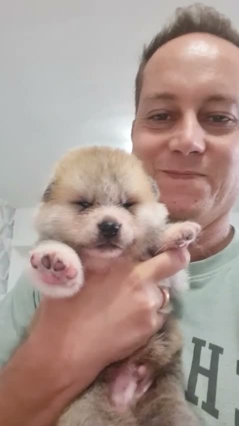 Akita Inu cani in vendita: ULTIMO MASCHIETTO DI AKITA DISPONIBILE LOMBARDIA - Video 1