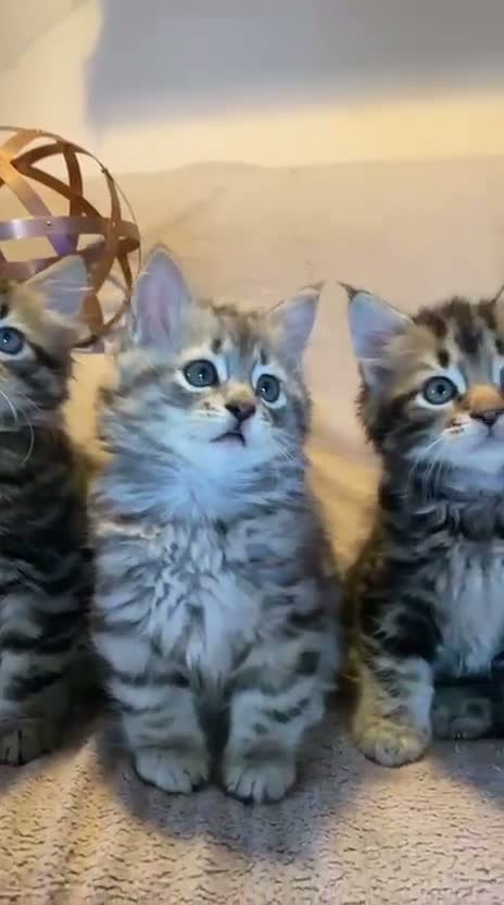 Siberiano gatti in vendita: PERCORSI OLISTICI E GATTINI SIBERIANI a Provincia di Como - Video 1