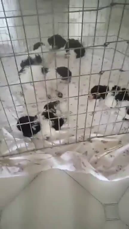 Lagotto cani in vendita: Vendo cuccioli di lagotto a Provincia di Fermo - Video 1