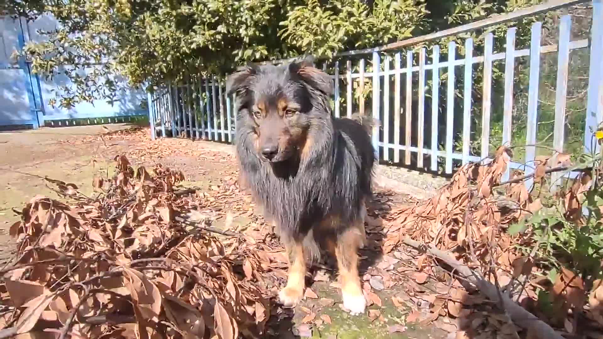 Meticcio cani in regalo: Cerco in REGALO cucciolo per compagnia e guardia. a Provincia di Imperia - Video 1