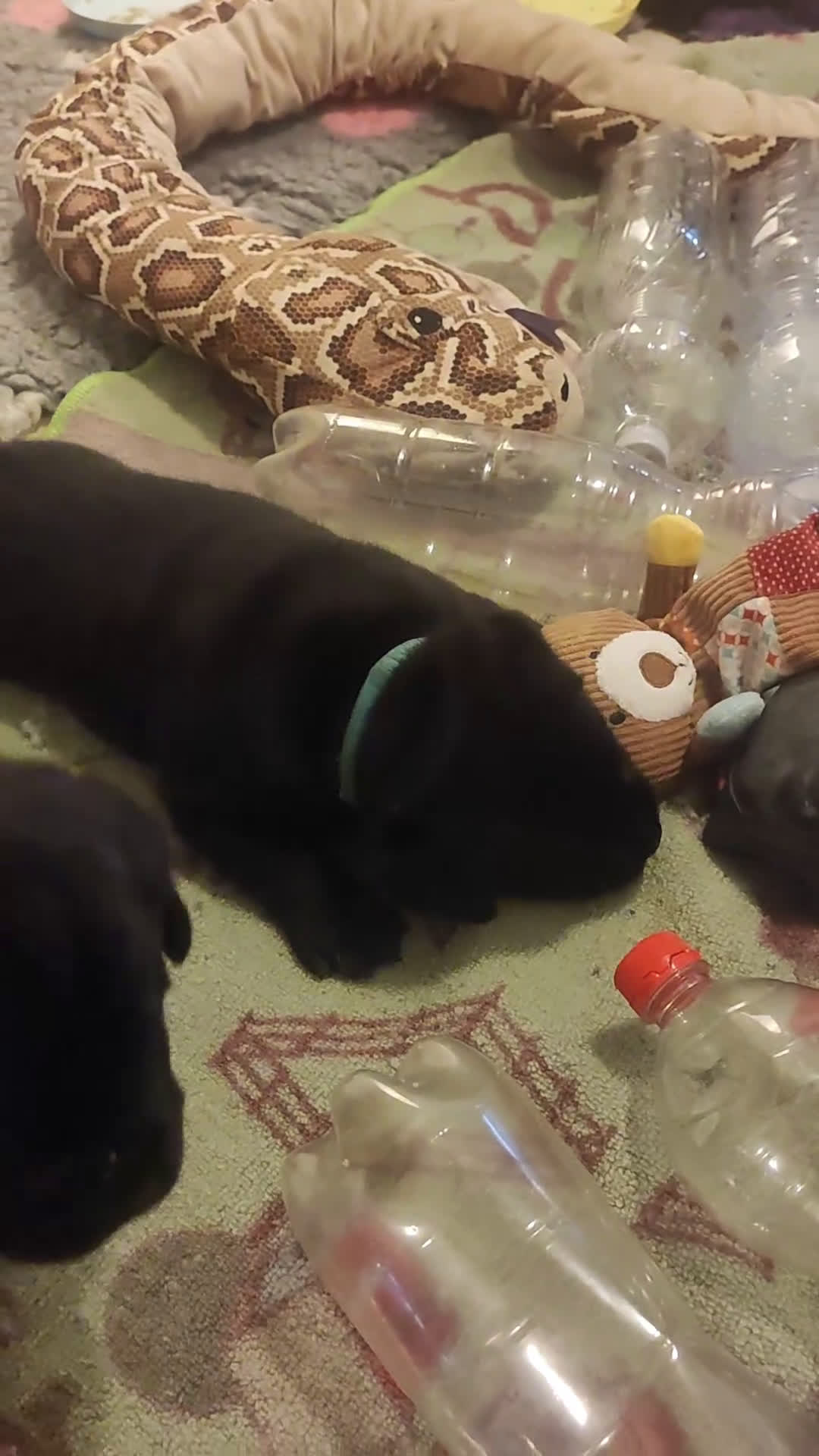 Labrador cani in vendita: Cuccioli di labrador retriever di alta genealogia a Provincia di Brescia - Video 1