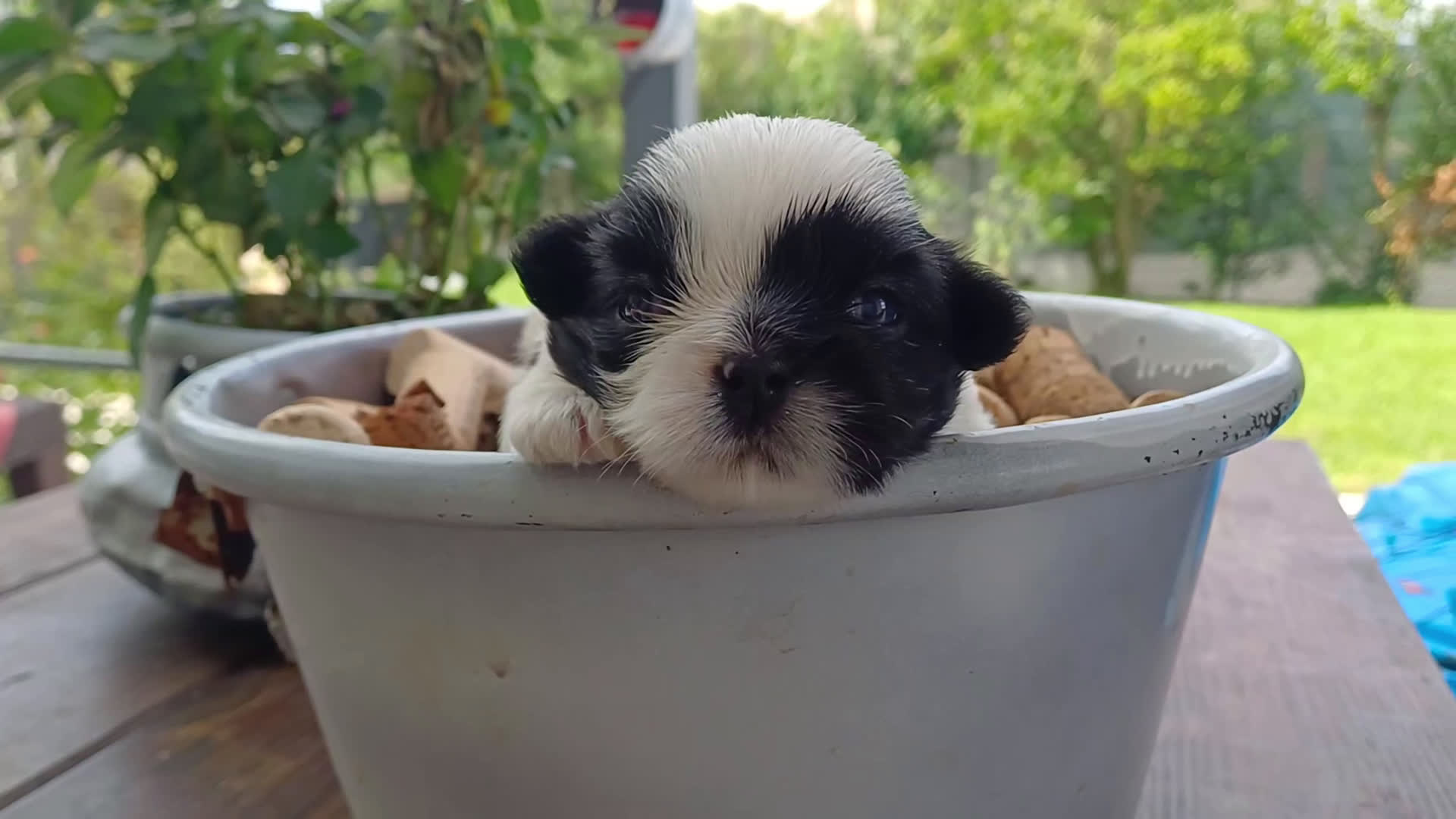 Shih Tzu cani in vendita: Cucciola shihtzu con pedegree - Video 1