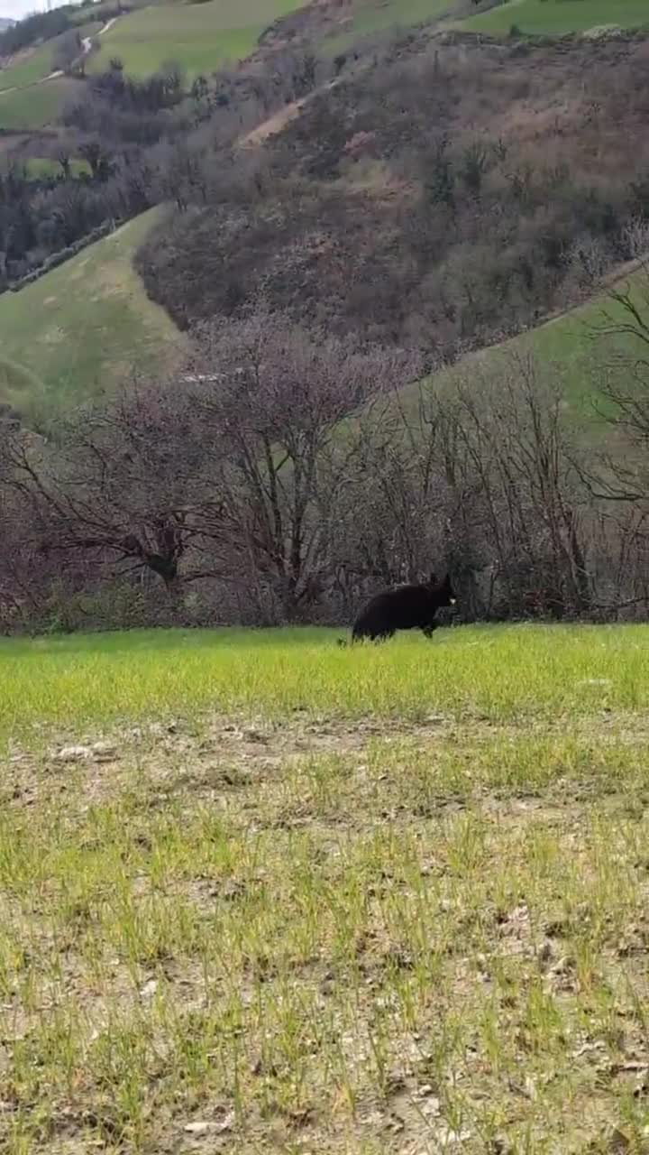 Pastore Tedesco cani in regalo: Pastore tedesco femmina di 4 anni cerca casa - Video 1