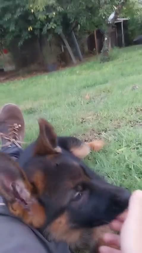 Pastore Tedesco cani in vendita: Ultima cucciola di Pastore tedesco  - Video 1
