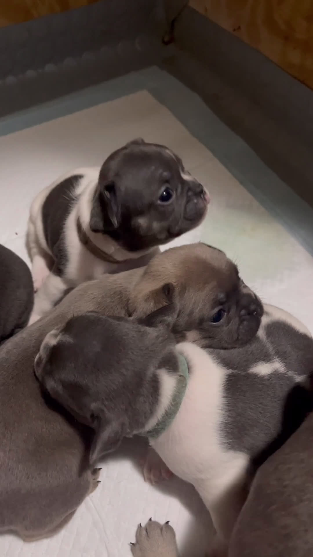 Bulldog Francese cani in vendita: Bulldog francese esotico - Video 1