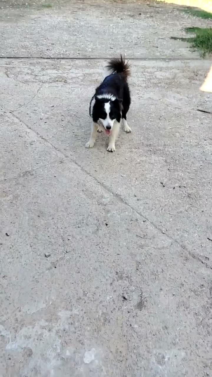 Border Collie cani in regalo: Border collie maschio 4 anni a Libero consorzio comunale di Agrigento - Video 2