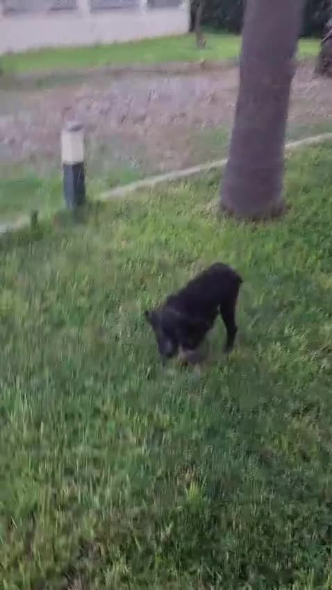 Meticcio cani in regalo: CORNELIA 🩷 pronta a conquistare cuori - Video 1