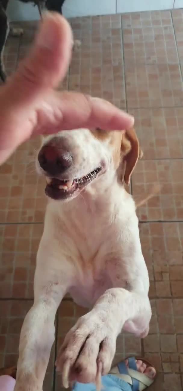 Segugio cani in regalo: Tino, segugio mix in canile a Catania - Video 1