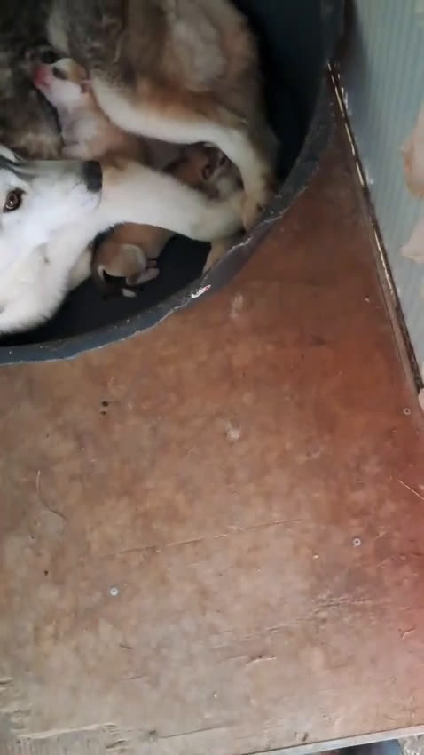 Husky cani in vendita: Cuccioli Siberian Husky con Pedigree  - Video 2