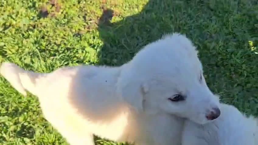 Meticcio cani in regalo: Lilla & Viola - Video 1