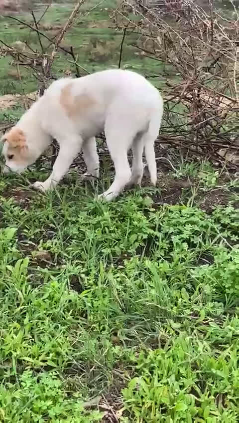 Meticcio cani in regalo: Fuffy cucciolo adorabile - Video 1