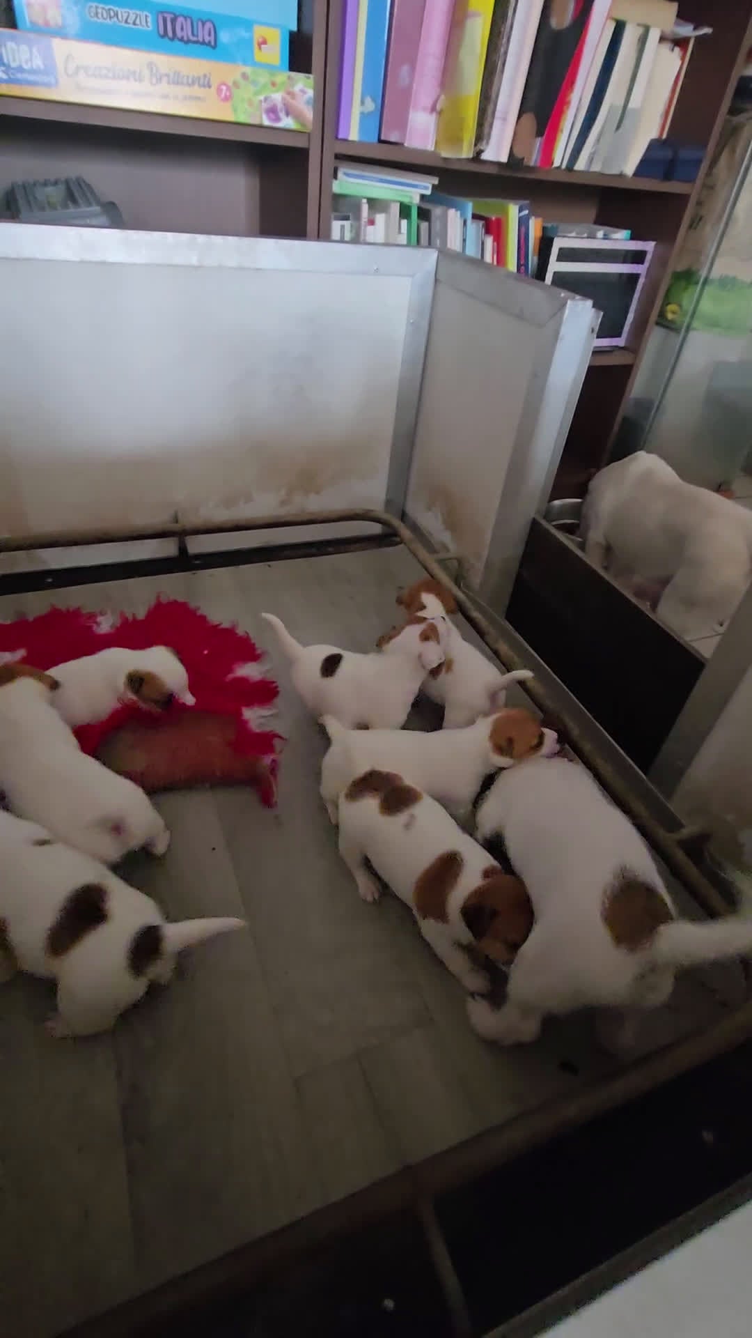 Jack Russell cani in vendita: Cuccioli Jack russell terrier - Video 2