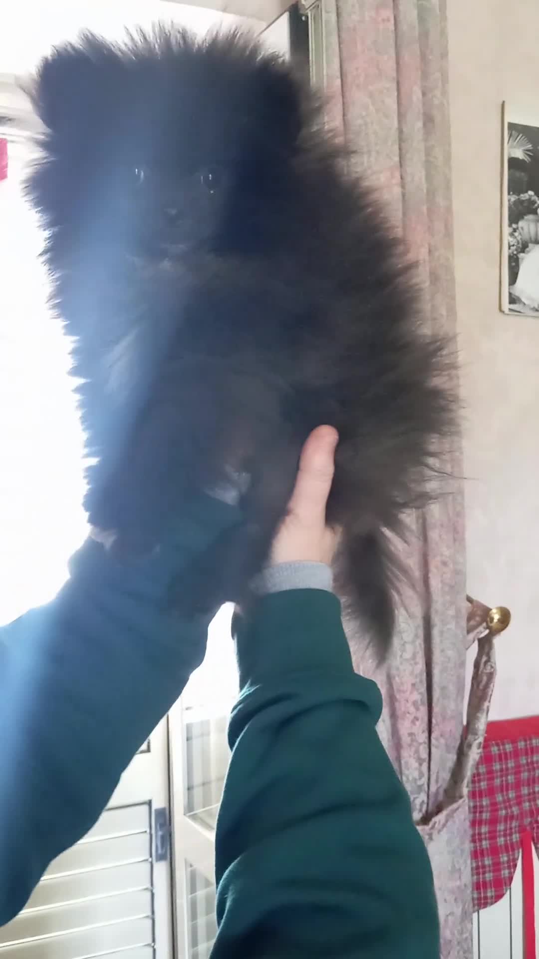 Spitz cani in vendita: Spitz tedesco di Pomerania nano - Video 1