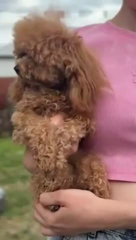 Barboncino Toy cani in vendita: Barboncino mini toy e toy  - Video 1
