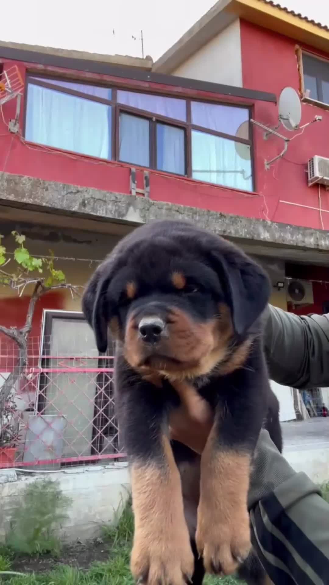 Rottweiler cani in vendita: Rottweiler - Video 4