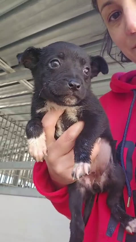 Meticcio cani in regalo: Corsica: 2 mesi taglia contenuta  - Video 2