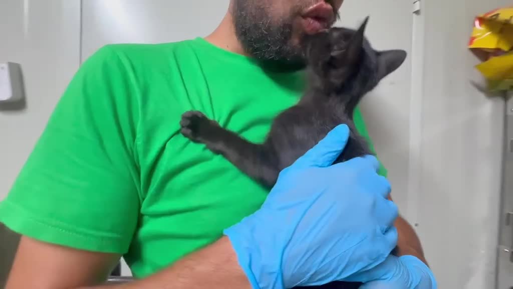 Europeo gatti in regalo: GATTINE NERE - Video 2