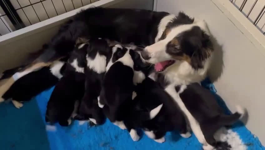 Border Collie cani in vendita: Border collie  - Video 3