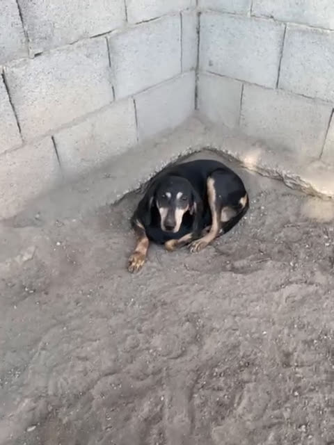 Meticcio cani in regalo: DAIMA tranquilla e buona - Video 1